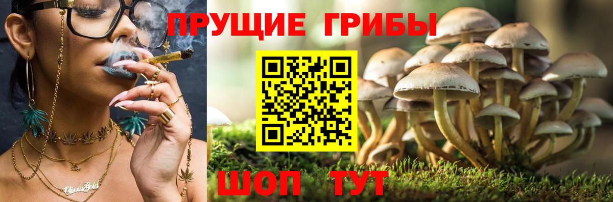 Галлюциногенные грибы MAGIC MUSHROOMS  Псилоцибиновые грибы GOLDEN TEACHER  Моздок  Вход с VPN 